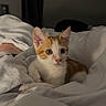 Ginger participe au concours pour gagner de l'argent avec cette photo : kitten, cat, bed, blanket, indoor, pet, animal, orange_and_white, fur, ears, whiskers, cute, cozy, resting, looking, domestic_cat, soft, sleeping_area, feline, young_cat