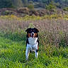 dog, canine, tricolor, black_white_tan, outdoor, meadow, field, grass, wildflowers, nature, landscape, portrait, standing, looking_at_camera, open_mouth, happy, floppy_ears, fur, countryside, daylight