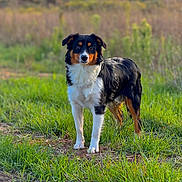 Bailey a rejoint le concours — aidez-le/la à gagner de superbes lots ! dog, canine, tricolor, black_fur, brown markings, white_chest, standing, outdoors, meadow, grass, field, nature, animal_portrait, floppy_ears, dark_eyes, nose, fur, daylight, rural, landscape
