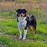dog, canine, tricolor, black_fur, brown markings, white_chest, standing, outdoors, meadow, grass, field, nature, animal_portrait, floppy_ears, dark_eyes, nose, fur, daylight, rural, landscape