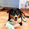 dog, puppy, tricolor, black_and_white, brown, lying_down, sitting, happy, smiling, tongue_out, portrait, close_up, paws, floppy_ears, fur, indoor, tile_floor, home, blurred_background, pet