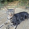 cat, tabby, animal, pet, outdoor, wooden_deck, green_eyes, fur, whiskers, nature, relaxing, steps, trees, plants, daylight, close_up, portrait, mammal, resting, domestic_animal