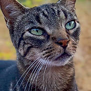 Indiana participe au concours pour gagner de l'argent avec cette photo : cat, tabby, green_eyes, whiskers, fur, animal, pet, portrait, closeup, outdoor, nature, blurred_background, mammal, feline, cute, domestic_cat, looking_away, calm, soft_light, detailed