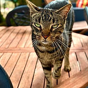 Indiana participe au concours pour gagner de l'argent avec cette photo : tabby_cat, cat, animal, pet, outdoor, wooden_table, green_eyes, fur, whiskers, close_up, strutting, blurred_background, chair, daylight, nature, domestic_cat, feline, walking, portrait, focused