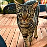 tabby_cat, cat, animal, pet, outdoor, wooden_table, green_eyes, fur, whiskers, close_up, strutting, blurred_background, chair, daylight, nature, domestic_cat, feline, walking, portrait, focused
