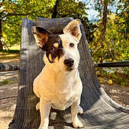 Lina a rejoint le concours — aidez-le/la à gagner de superbes lots ! animal, backdrop, canine, chair, daylight, dog, ears, fur, garden, greenery, nature, outdoor, pet, portrait, relaxation, shadows, sitting, snout, summer, sunlight