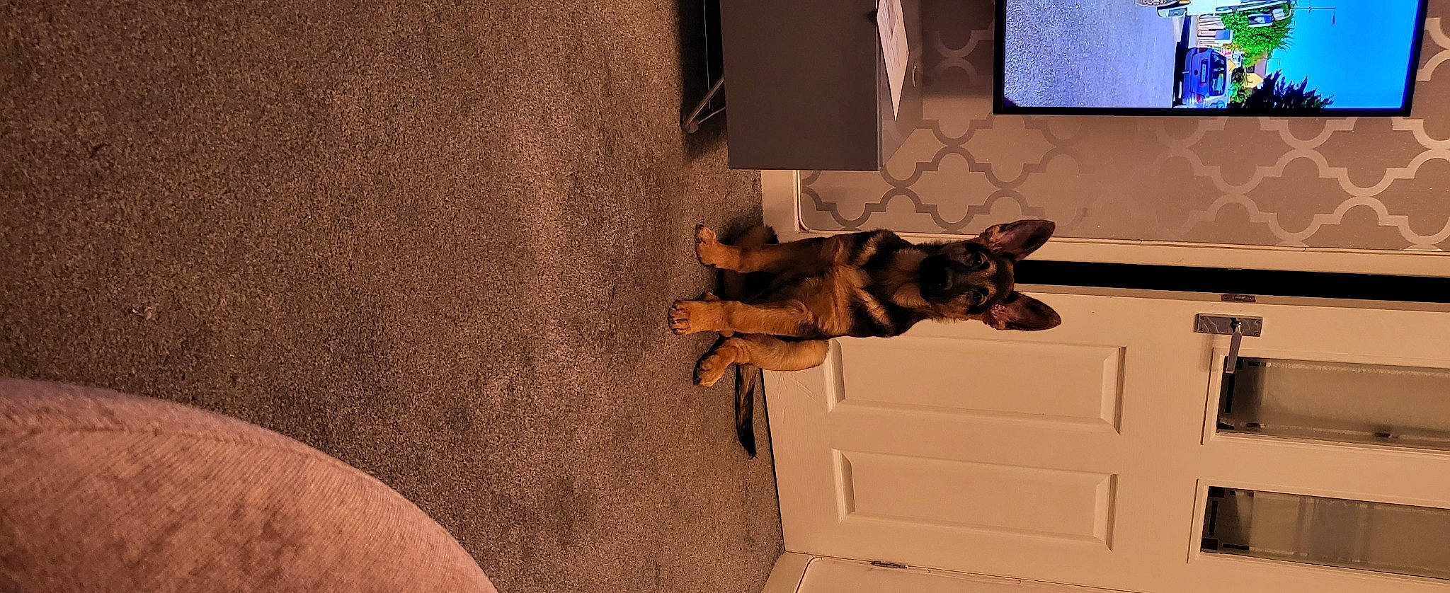 Jona joined the competition — help win amazing prizes! brown, canidae, carnivore, comfort, companion_dog, dog, dog_breed, fawn, floor, flooring, guard_dog, hardwood, room, snout, sporting_group, tail, tints_and_shades, toy_dog, wood, working_animal