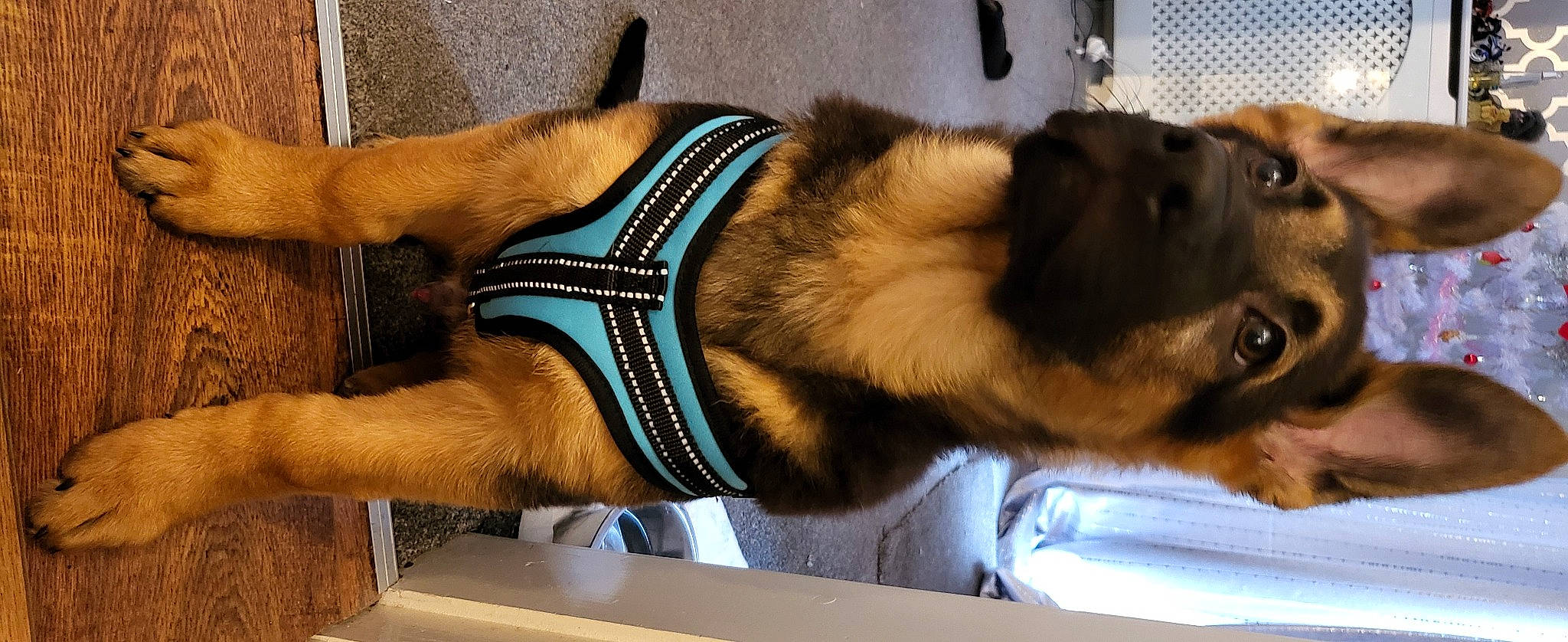 Jona joined the competition — help win amazing prizes! canidae, carnivore, collar, companion_dog, dog, dog_breed, dog_collar, dog_supply, ear, elbow, fawn, foot, fur, paw, snout, sporting_group, tail, working_dog, wrist