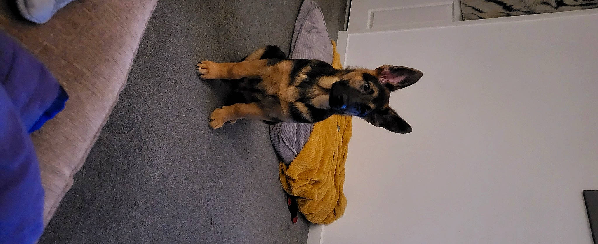 Jona is registered to the contest to win money with this photo: canidae, carnivore, companion_dog, dog, dog_breed, fawn, flooring, fur, german_shepherd_dog, old_german_shepherd_dog, paw, snout, sporting_group, terrestrial_animal, working_animal, working_dog