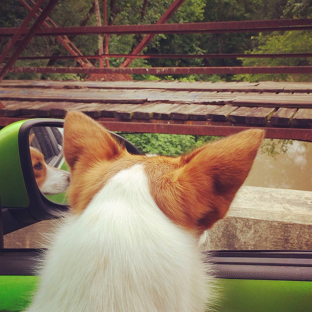 Canela joined the competition — help win amazing prizes! canidae, cardigan_welsh_corgi, carnivore, cat, dog, dog_breed, ear, eye, fawn, felidae, fur, mammal, pembroke_welsh_corgi, small_to_medium_sized_cats, tail, welsh_corgi, whiskers, window