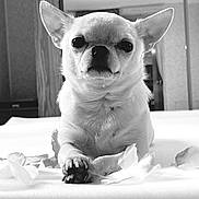 Stuart Little is registered to the contest to win money with this photo: dog, chihuahua, small_dog, pet, animal, black_and_white, portrait, laying_down, paws, flower_petals, indoor, cute, close_up, fur, whiskers, ears, nose, expression, soft_surface, room