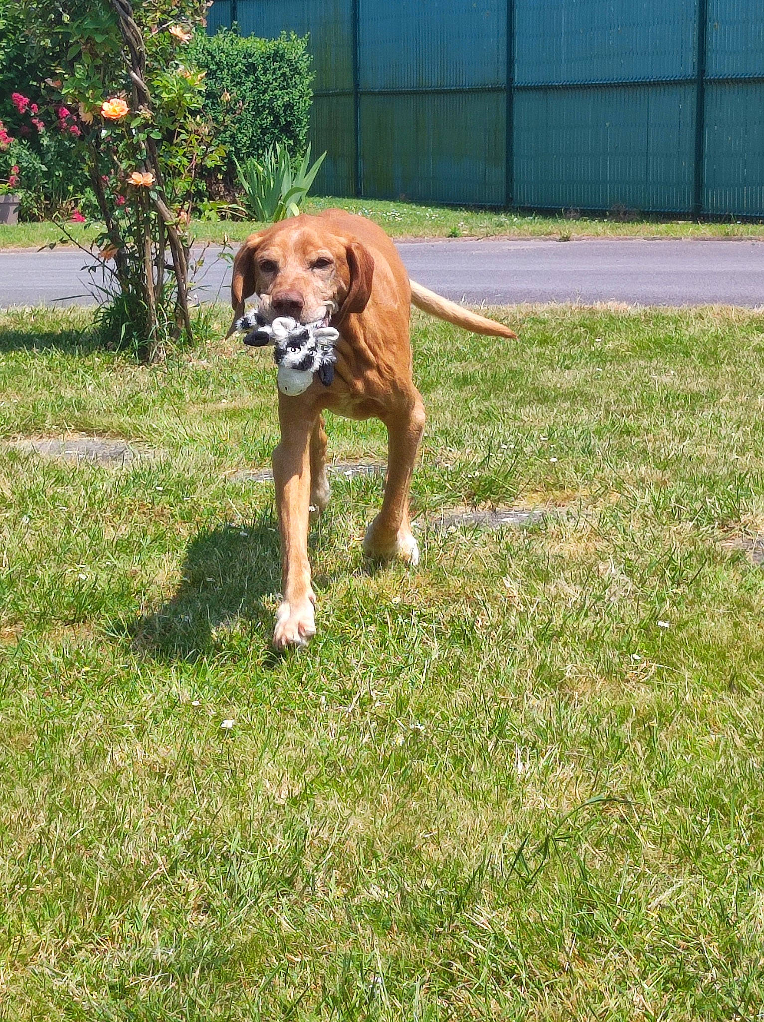 Falco a rejoint le concours — aidez-le/la à gagner de superbes lots ! boxer, canidae, carnivore, companion_dog, dog, dog_breed, dog_supply, fawn, fence, flower, grass, guard_dog, gun_dog, hunting_dog, liver, plant, sporting_group, tail, tree, working_dog