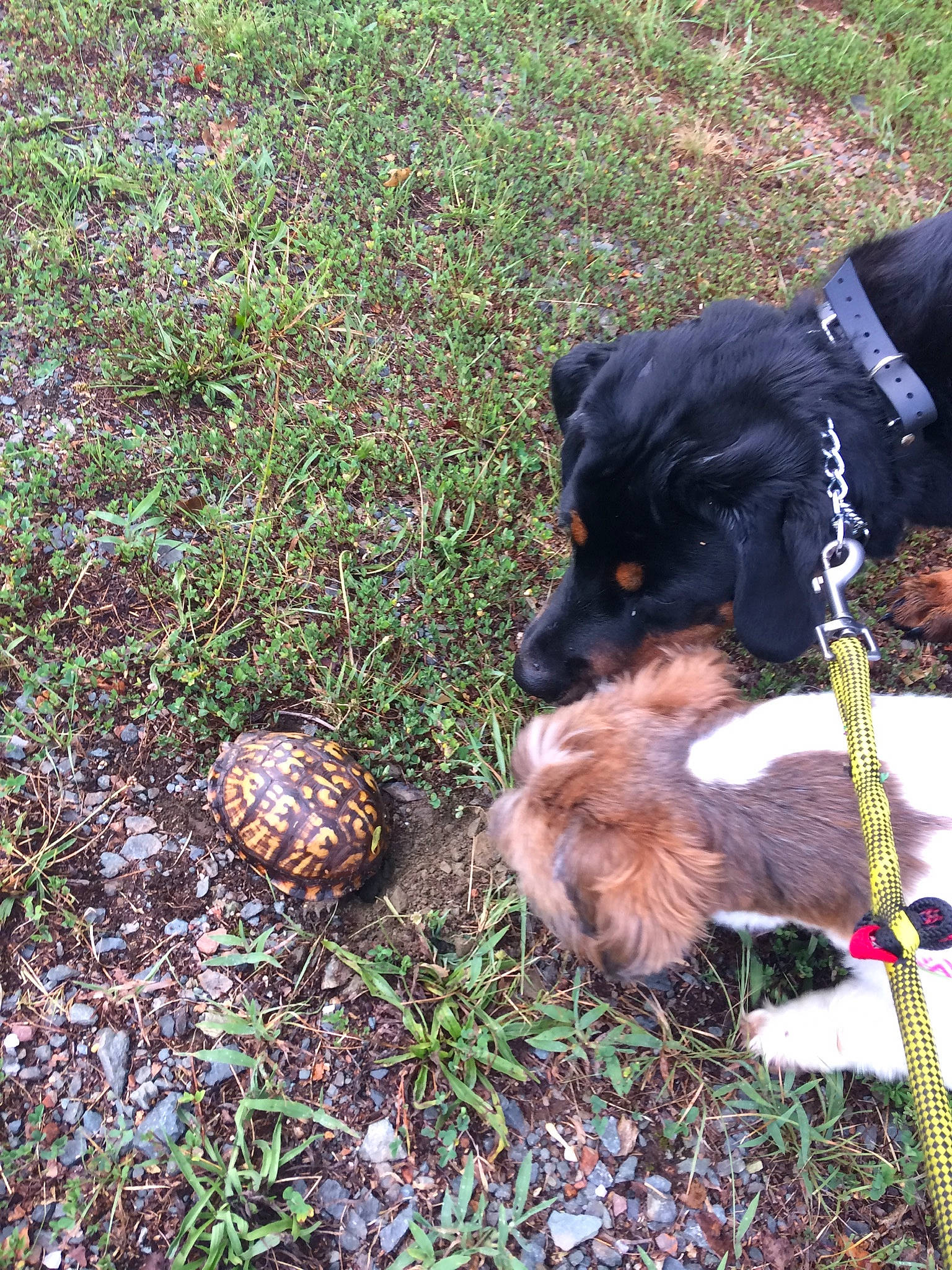 Calypso joined the competition — help win amazing prizes! canidae, carnivore, companion_dog, dog, dog_breed, grass, puppy, sporting_group