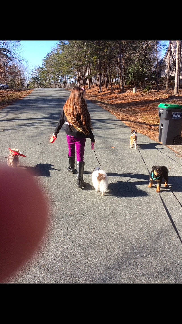 Calypso is registered to the contest to win money with this photo: asphalt, canidae, carnivore, companion_dog, dog, dog_breed, dog_walking, fashion_accessory, leash, non_sporting_group, obedience_training, play, pomeranian, sidewalk, walking