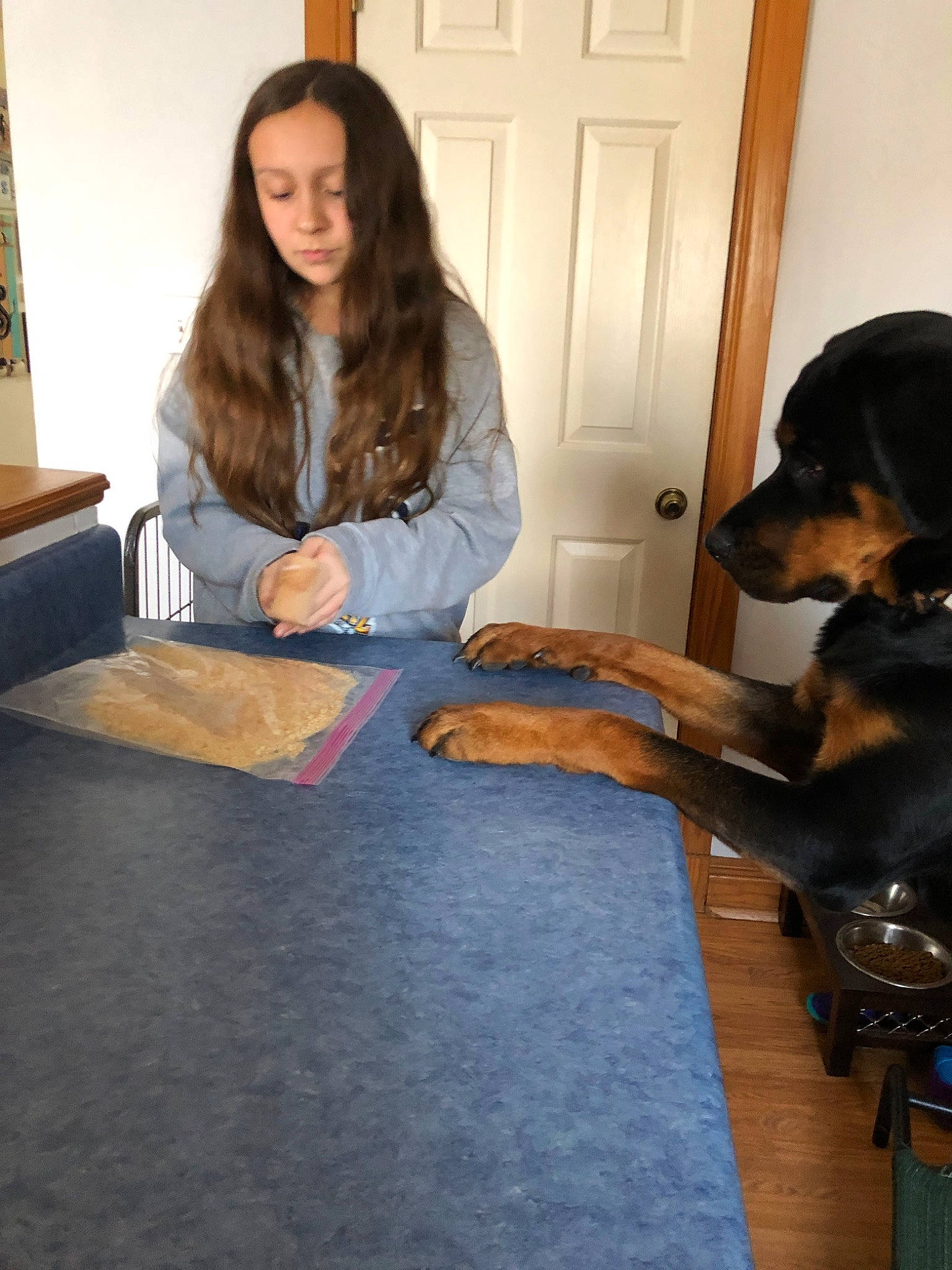 Calypso joined the competition — help win amazing prizes! canidae, carnivore, companion_dog, dog, dog_breed, fawn, floor, flooring, guard_dog, sitting