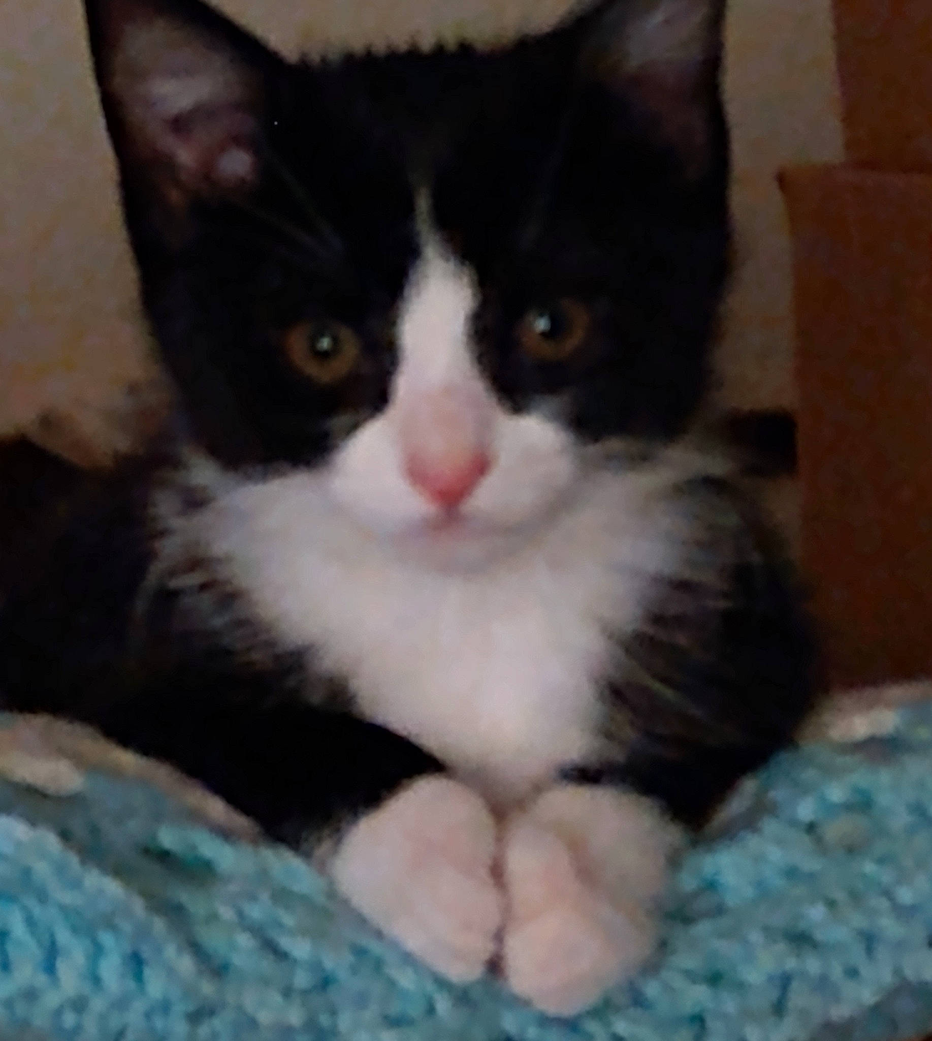 Bella is registered to the contest to win money with this photo: carnivore, cat, claw, comfort, domestic_short_haired_cat, eye, felidae, fur, hair, head, iris, nose, paw, sitting, small_to_medium_sized_cats, snout, tail, terrestrial_animal, whiskers