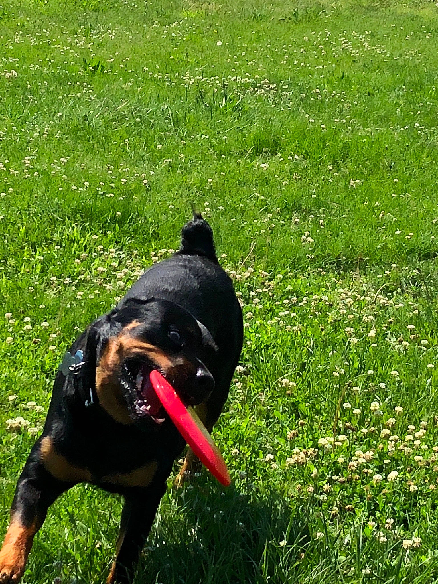 Cash is registered to the contest to win money with this photo: beak, dog, dog_breed, dog_like_mammal, grass, grass_family, lawn, meadow, plant, snout