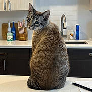 Mr. Buttons joined the competition — help win amazing prizes! blue_eyes, bottle, cabinet, cat, counter, curious, domestic_animal, feline, fur, household, kitchen, knives, modern_kitchen, paper, pen, pet, sink, sitting, tabby, white_countertop