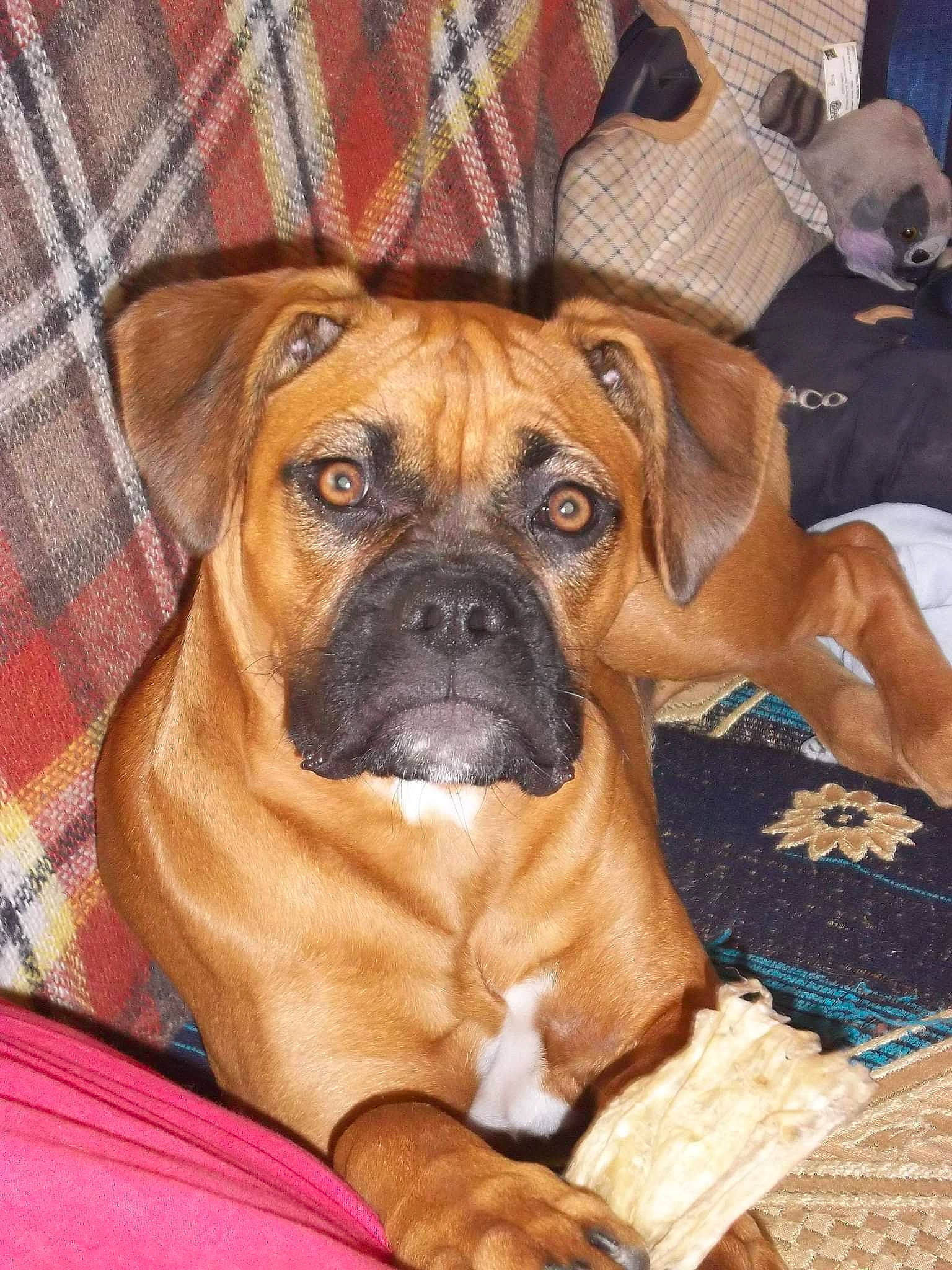 Gaïa participe au concours pour gagner de l'argent avec cette photo : ancient_dog_breeds, boxer, bulldog, canidae, carnivore, companion_dog, dog, dog_breed, fawn, molosser, non_sporting_group, old_english_bulldog, puppy, snout, sporting_group, terrestrial_animal, working_animal, working_dog, wrinkle