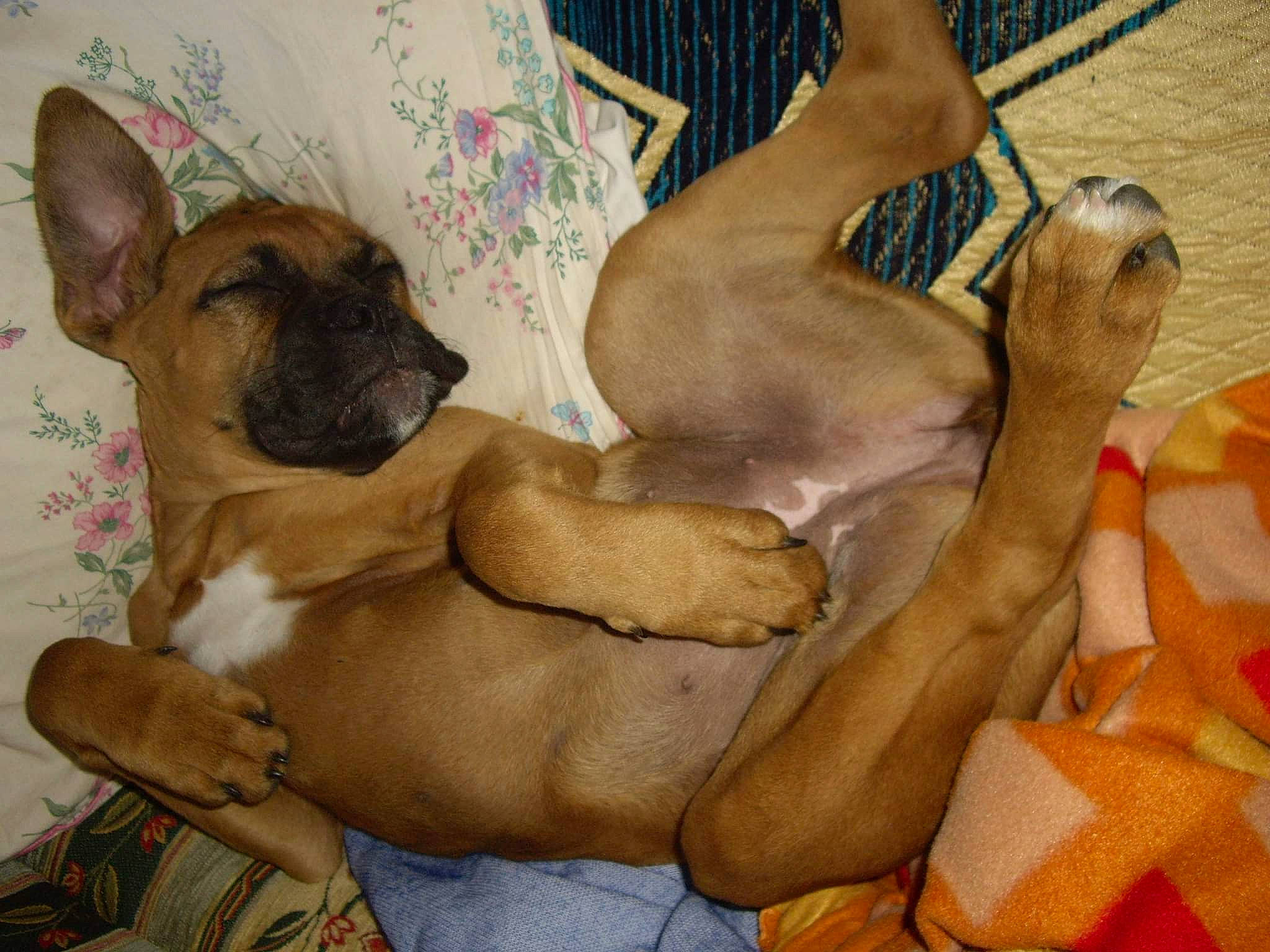 Gaïa participe au concours pour gagner de l'argent avec cette photo : art, canidae, carnivore, comfort, companion_dog, dog, dog_breed, fawn, fence, linens, nap, paw, snout, sporting_group, tail, terrestrial_animal, toy_dog, visual_arts, whiskers, working_animal