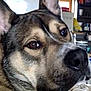 dog, close_up, indoor, pet, canine, ears, fur, brown, black, grey, nose, eyes, sitting, home, shelf, window, relaxed, animal, portrait, domestic