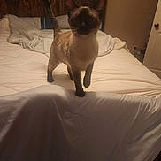 Molly joined the competition — help win amazing prizes! animal, bed, blanket, cat, cozy, curious, cute, domestic, feline, indoor, pet, room, rumpled_sheets, shadow, siamese, tail_up, walking, warm_lighting, white_bedspread, wooden_headboard