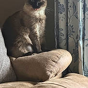 Molly joined the competition — help win amazing prizes! cat, siamese_cat, tongue_out, furniture, couch, cushion, curtain, floral_pattern, indoor, pet, animal, cozy, sitting, whiskers, soft_lighting, home_interior, relaxed, cute, furry, domestic_animal