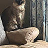 cat, siamese_cat, tongue_out, furniture, couch, cushion, curtain, floral_pattern, indoor, pet, animal, cozy, sitting, whiskers, soft_lighting, home_interior, relaxed, cute, furry, domestic_animal