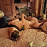 Buddy joined the competition — help win amazing prizes! dog, sleeping, bed, indoor, relaxed, resting, canine, harness, furniture, wood, workshop, garage, pet, animal, two_dogs, lying_down, cozy, quiet, domestic, cute