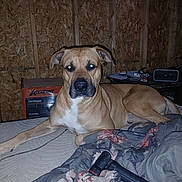 Buddy joined the competition — help win amazing prizes! animal, bed, blanket, box, brown_dog, canine, cord, dog, domestic_animal, fabric, flash, flash_reflection, indoor, looking_at_camera, papers, pet, resting, speaker, table, wooden_wall