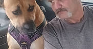 Buddy joined the competition — help win amazing prizes! adult, brown_dog, closeup, companion, dog, expression, friendship, gray_shirt, harness, human, indoor, looking, man, pet, seated, short_hair, side_view, tattoo, vehicle, window