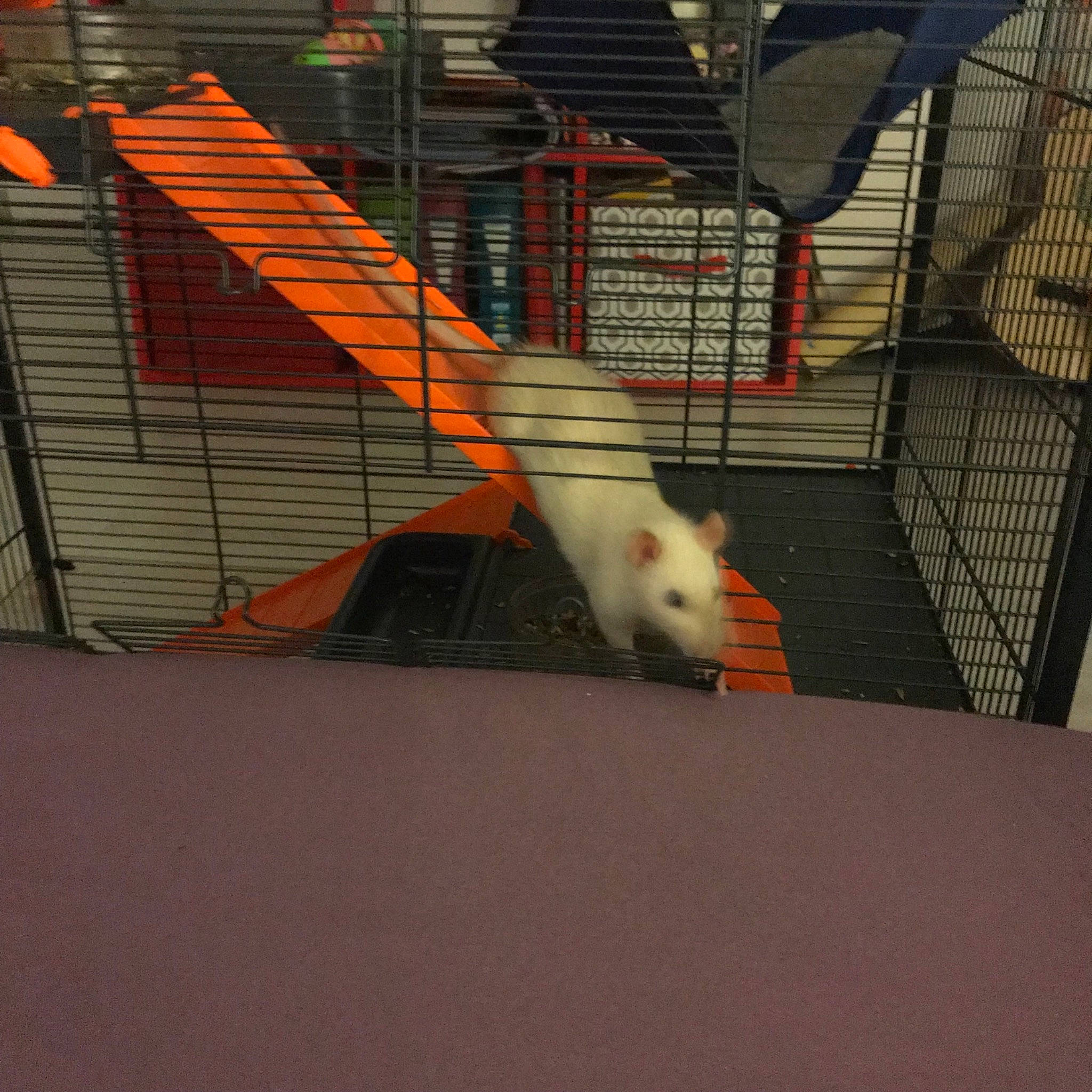 Nalaa Et Nora participe au concours pour gagner de l'argent avec cette photo : animal_shelter, cage, fawn, ferret, gerbil, hamster, muridae, muroidea, rat, rodent, tail