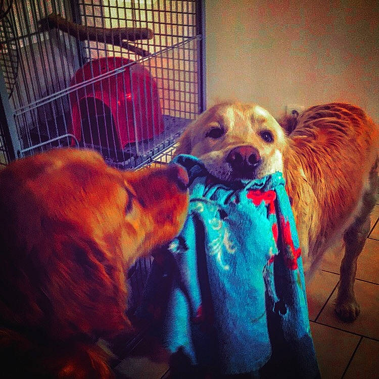 Norbert a rejoint le concours — aidez-le/la à gagner de superbes lots ! canidae, carnivore, companion_dog, dog, dog_breed, golden_retriever, puppy, puppy_love, retriever, snout, sporting_group