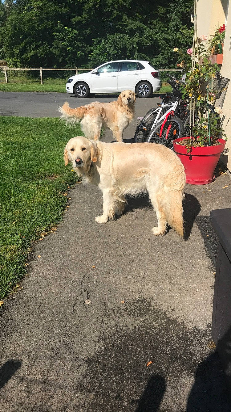 Norbert a rejoint le concours — aidez-le/la à gagner de superbes lots ! basset_fauve_de_bretagne, canidae, car, carnivore, companion_dog, dog, dog_breed, fawn, golden_retriever, mammal, retriever, sporting_group, vehicle