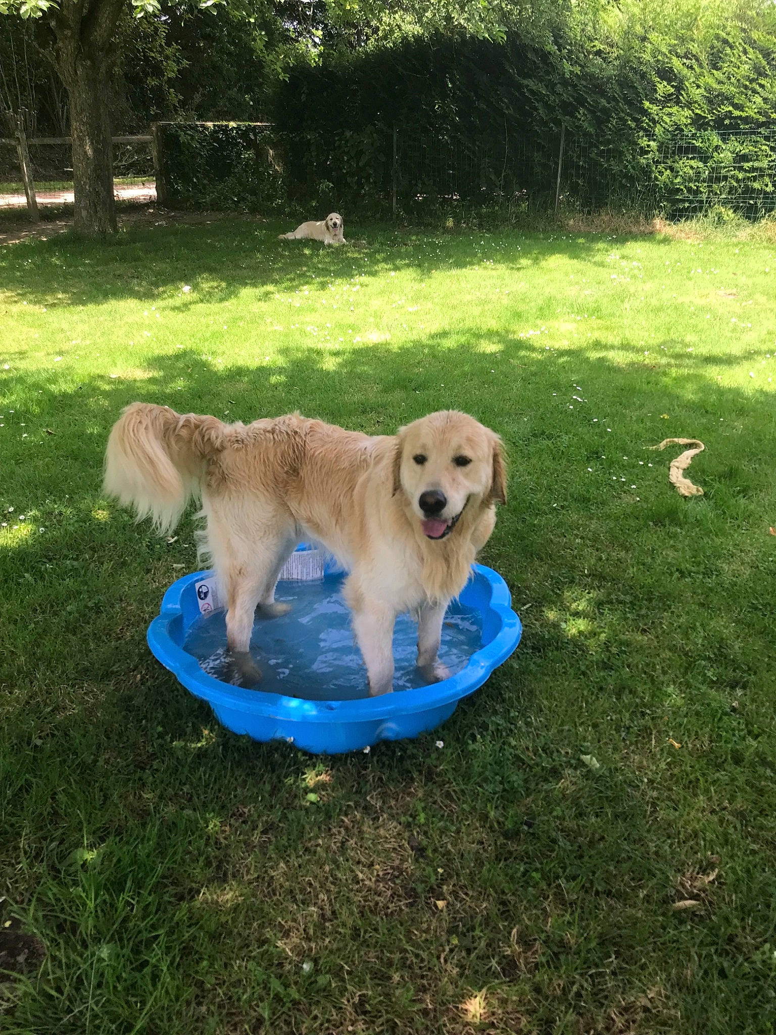 Norbert a rejoint le concours — aidez-le/la à gagner de superbes lots ! backyard, canidae, carnivore, companion_dog, dog, dog_breed, fawn, golden_retriever, grass, hovawart, mammal, retriever, sporting_group, vertebrate