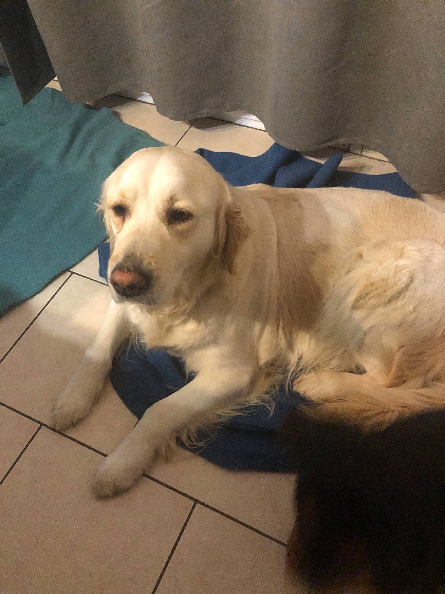 Chanel participe au concours pour gagner de l'argent avec cette photo : canidae, carnivore, companion_dog, dog, dog_breed, fawn, golden_retriever, labrador_retriever, mammal, puppy, rare_breed_dog, retriever, setter, small_greek_domestic_dog, snout, sporting_group, vertebrate