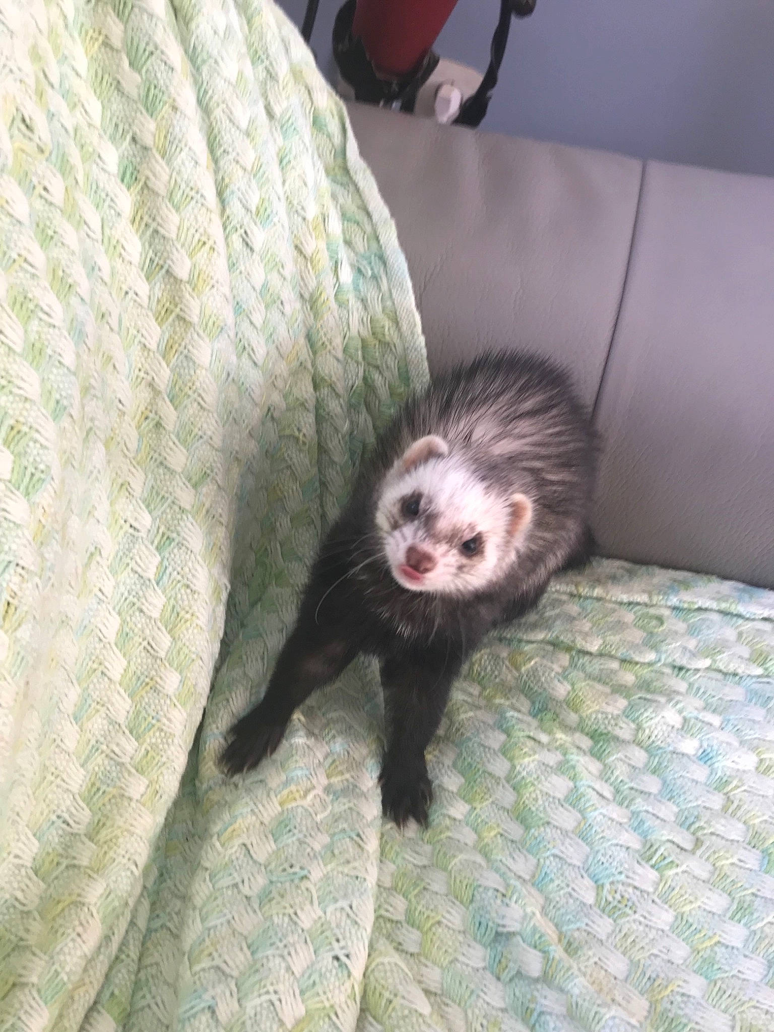 Yumi a rejoint le concours — aidez-le/la à gagner de superbes lots ! black_footed_ferret, carnivore, ferret, fur, mammal, marsupial, mustelidae, mustelinae, polecat, vertebrate, viverridae, whiskers