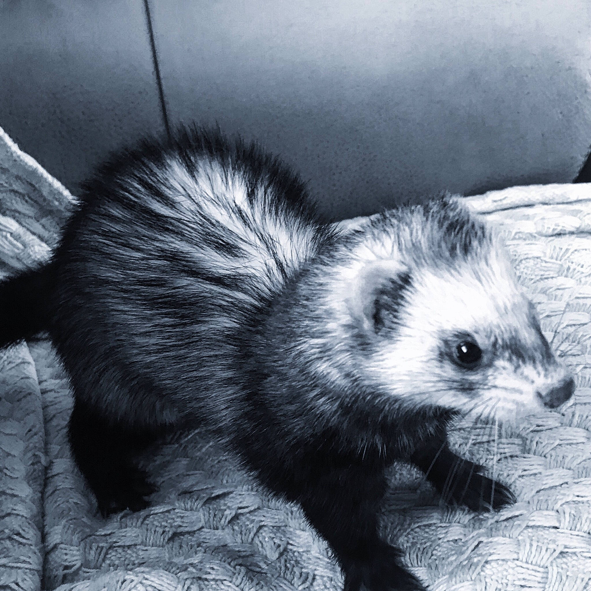 Yumi participe au concours pour gagner de l'argent avec cette photo : black_and_white, black_footed_ferret, carnivore, ear, eye, ferret, fisher, mammal, marten, mink, monochrome, mustelidae, mustelinae, photography, polecat, snout, vertebrate, viverridae, whiskers, wildlife