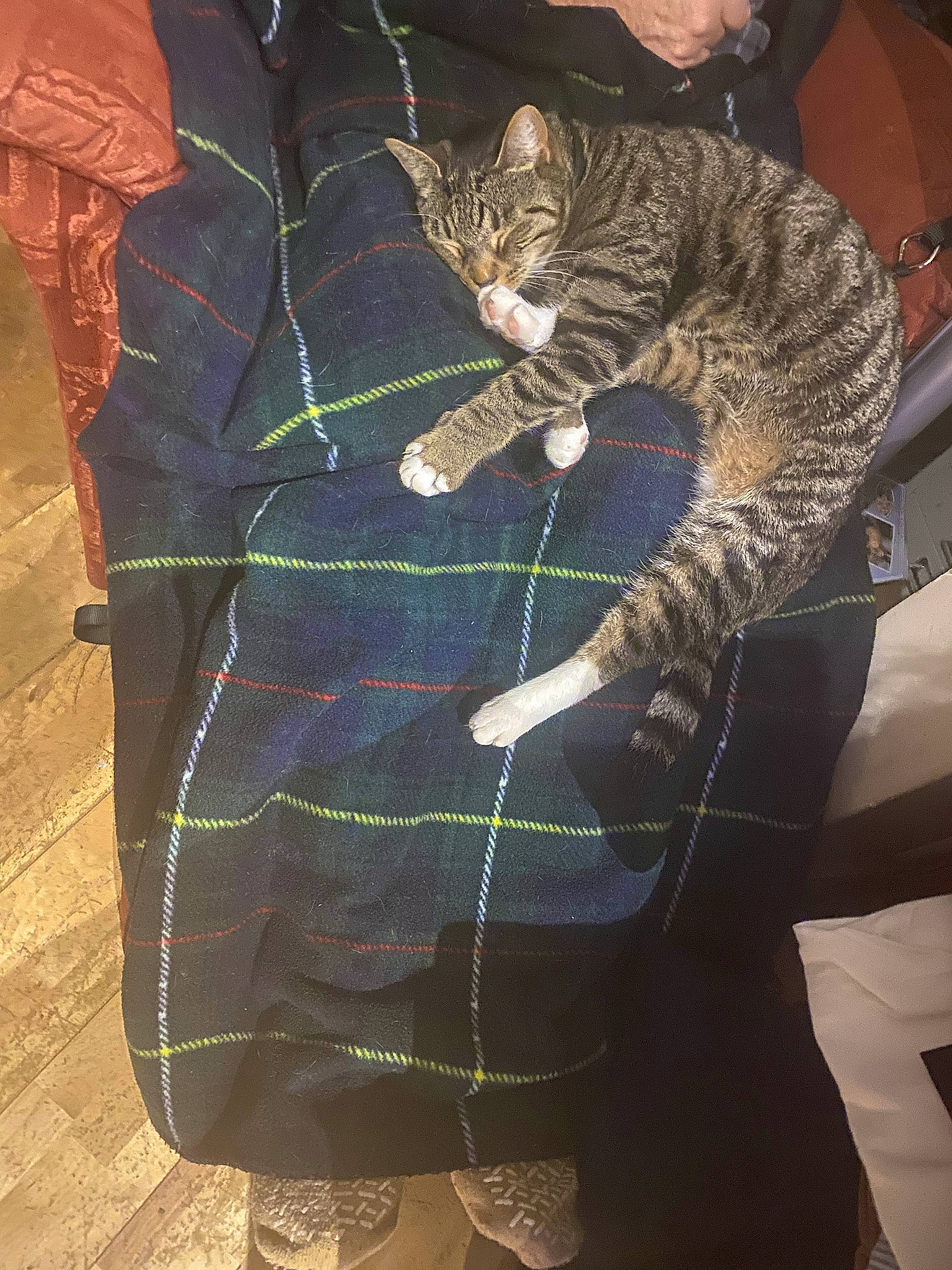 Socks joined the competition — help win amazing prizes! big_cats, carnivore, cat, collar, domestic_short_haired_cat, dress_shirt, fashion_accessory, felidae, fur, linens, military_camouflage, pattern, plaid, pocket, sleeve, small_to_medium_sized_cats, tail, tartan, whiskers, woven_fabric