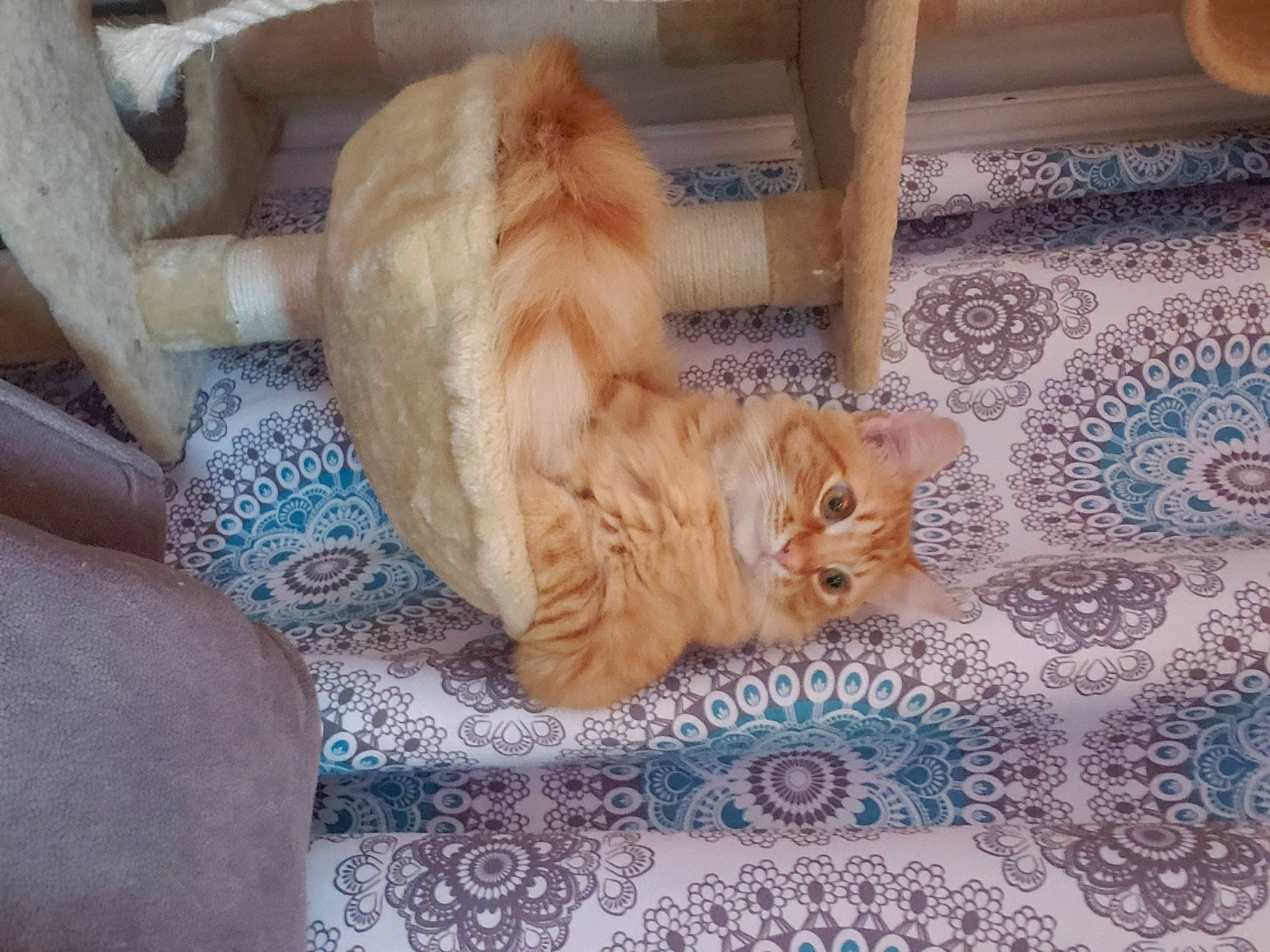 Azrael joined the competition — help win amazing prizes! carnivore, cat, cymric, domestic_short_haired_cat, european_shorthair, fawn, felidae, floor, flooring, fur, kitten, persian, small_to_medium_sized_cats, tabby_cat, tail, whiskers, wood