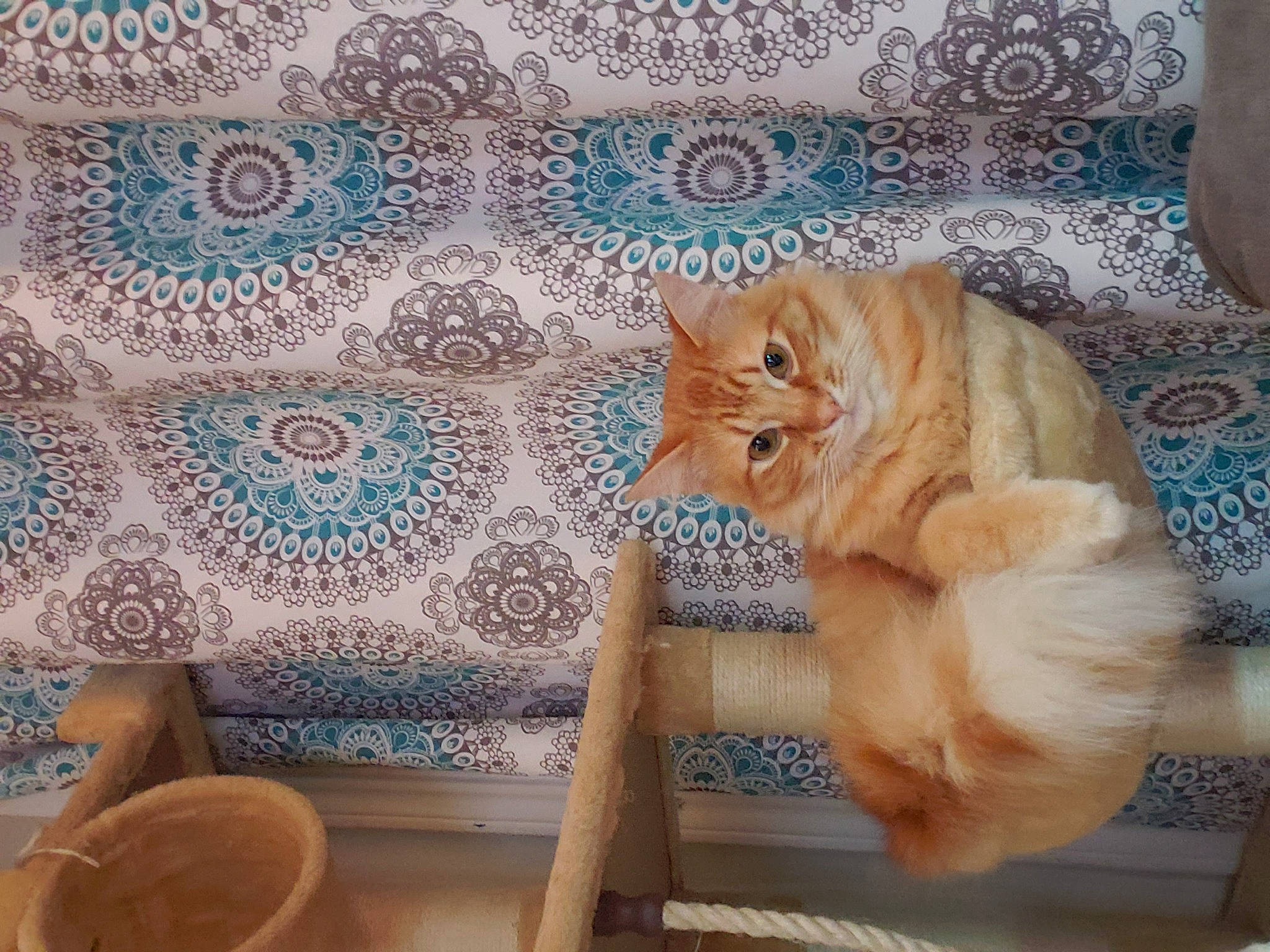 Azrael is registered to the contest to win money with this photo: carnivore, cat, european_shorthair, fawn, felidae, fur, interior_design, kitten, persian, room, small_to_medium_sized_cats, tail, textile, whiskers, wood