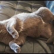 Gigi participe au concours pour gagner de l'argent avec cette photo : cat, gray_cat, yellow_eyes, pet, feline, fur, whiskers, leather_couch, indoor, relaxed, laying_down, paw, curious, close_up, animal, domestic_animal, cozy, home, cute, portrait