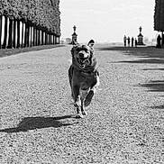 Urra participe au concours pour gagner de l'argent avec cette photo : dog, running, outdoors, promenade, park, trees, hedges, path, gravel, black_and_white, monochrome, portrait, happy, open_mouth, tongue, collar, shadow, landscape, architecture, pedestrians
