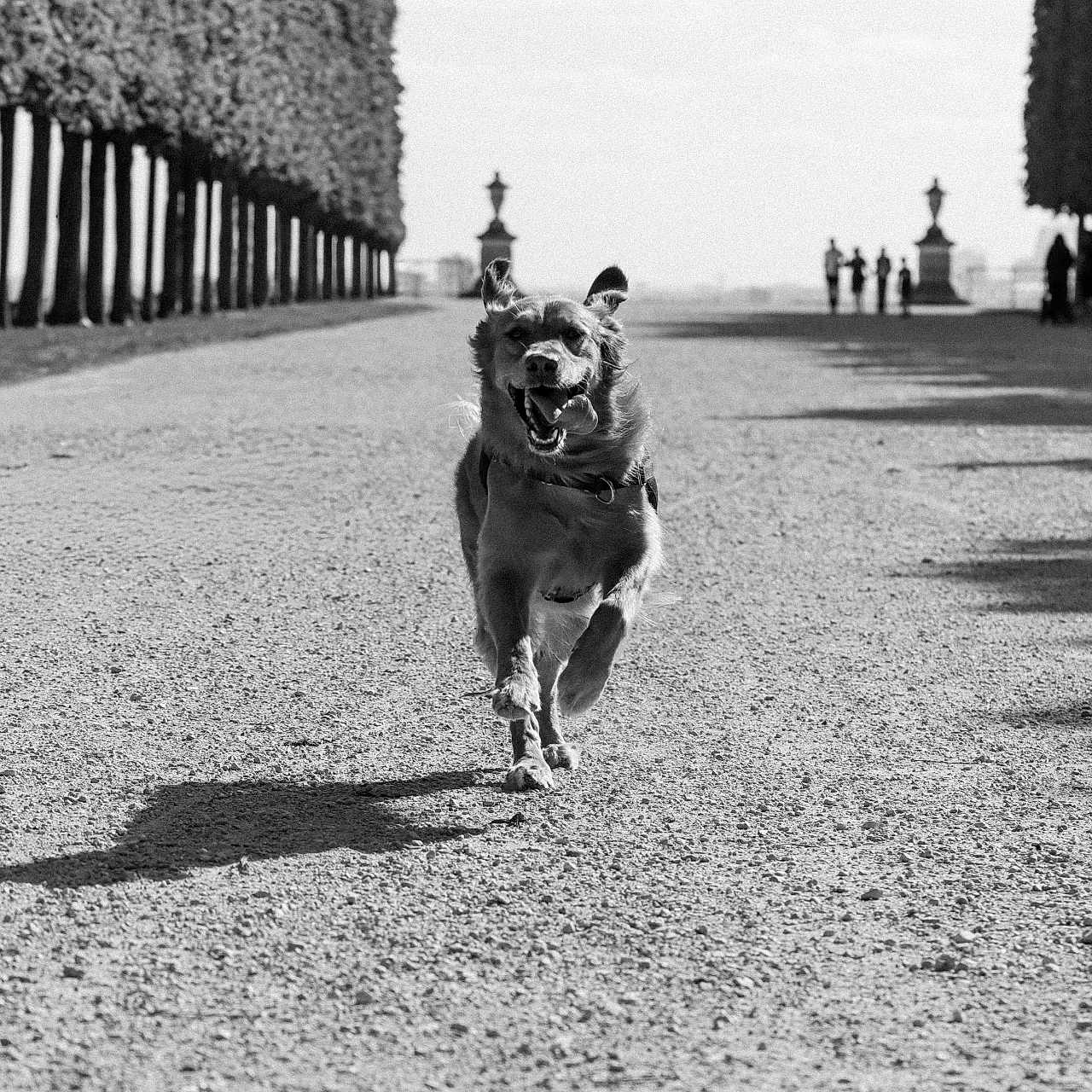 Urra participe au concours pour gagner de l'argent avec cette photo : dog, running, outdoors, promenade, park, trees, hedges, path, gravel, black_and_white, monochrome, portrait, happy, open_mouth, tongue, collar, shadow, landscape, architecture, pedestrians