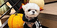 Bomi is registered to the contest to win money with this photo: dog, puppy, white_fur, hoodie, stairs, pumpkin, autumn_leaves, fall_decor, indoor, wooden_floor, cute, small_dog, pet, seasonal, festive, black_clothing, decorations, animal, portrait, holiday