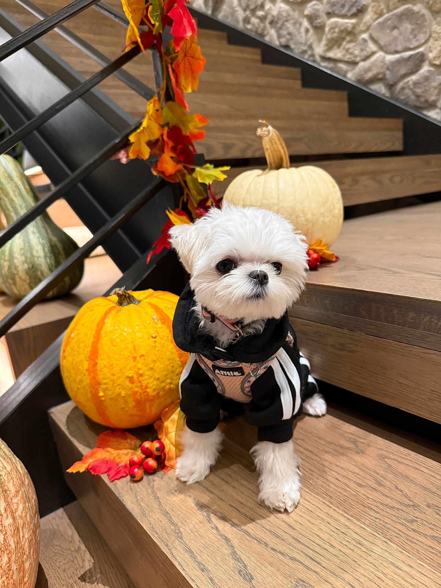 Bomi is registered to the contest to win money with this photo: dog, puppy, white_fur, hoodie, stairs, pumpkin, autumn_leaves, fall_decor, indoor, wooden_floor, cute, small_dog, pet, seasonal, festive, black_clothing, decorations, animal, portrait, holiday