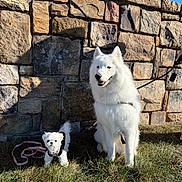 Bomi is registered to the contest to win money with this photo: dog, white_dog, small_dog, large_dog, leash, harness, grass, stone_wall, outdoor, sunlight, shadow, pet, animal, companion, cute, fluffy, sitting, standing, blue_sky, nature