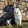 dog, white_dog, small_dog, large_dog, leash, harness, grass, stone_wall, outdoor, sunlight, shadow, pet, animal, companion, cute, fluffy, sitting, standing, blue_sky, nature