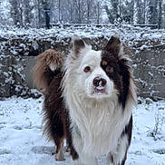 Thémis participe au concours pour gagner de l'argent avec cette photo : animal, background, canine, cold, daytime, dog, ears, frost, fur, grass, muzzle, nature, outdoor, pet, playful, snow, tail, tree, wall, winter