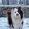 animal, background, canine, cold, daytime, dog, ears, frost, fur, grass, muzzle, nature, outdoor, pet, playful, snow, tail, tree, wall, winter